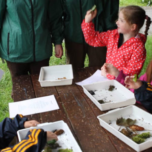 Primary Schools Primary Schools