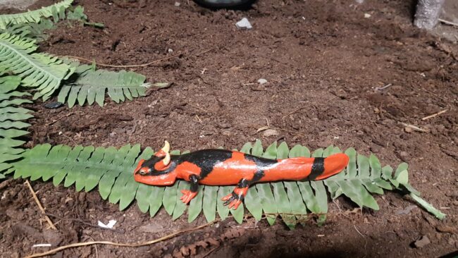 Room 5 – Keraterpeton galvani – tetrapod amphibian