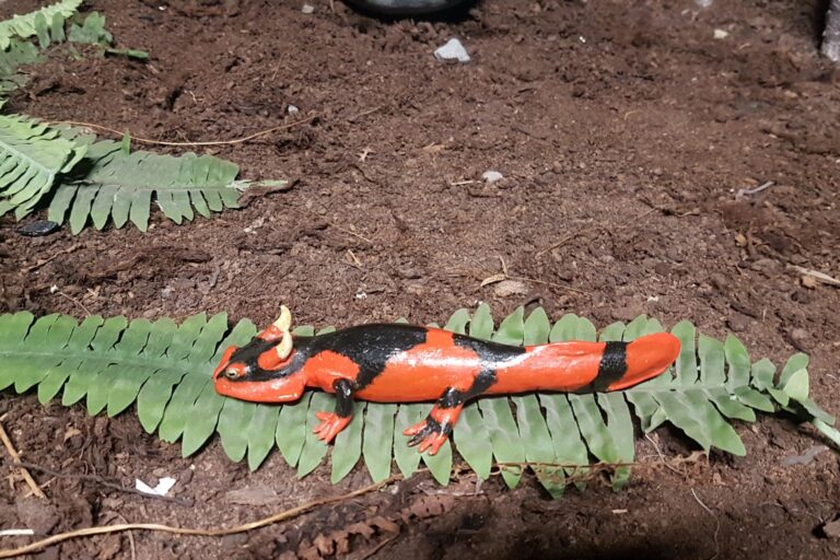 Room 5 – Keraterpeton galvani – tetrapod amphibian