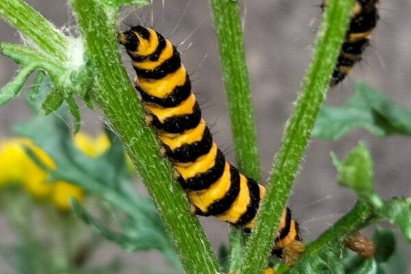 Bugs hunts summer bug detectives
