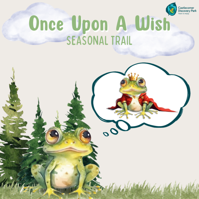 Summer Seasonal Trail (feed) (1)